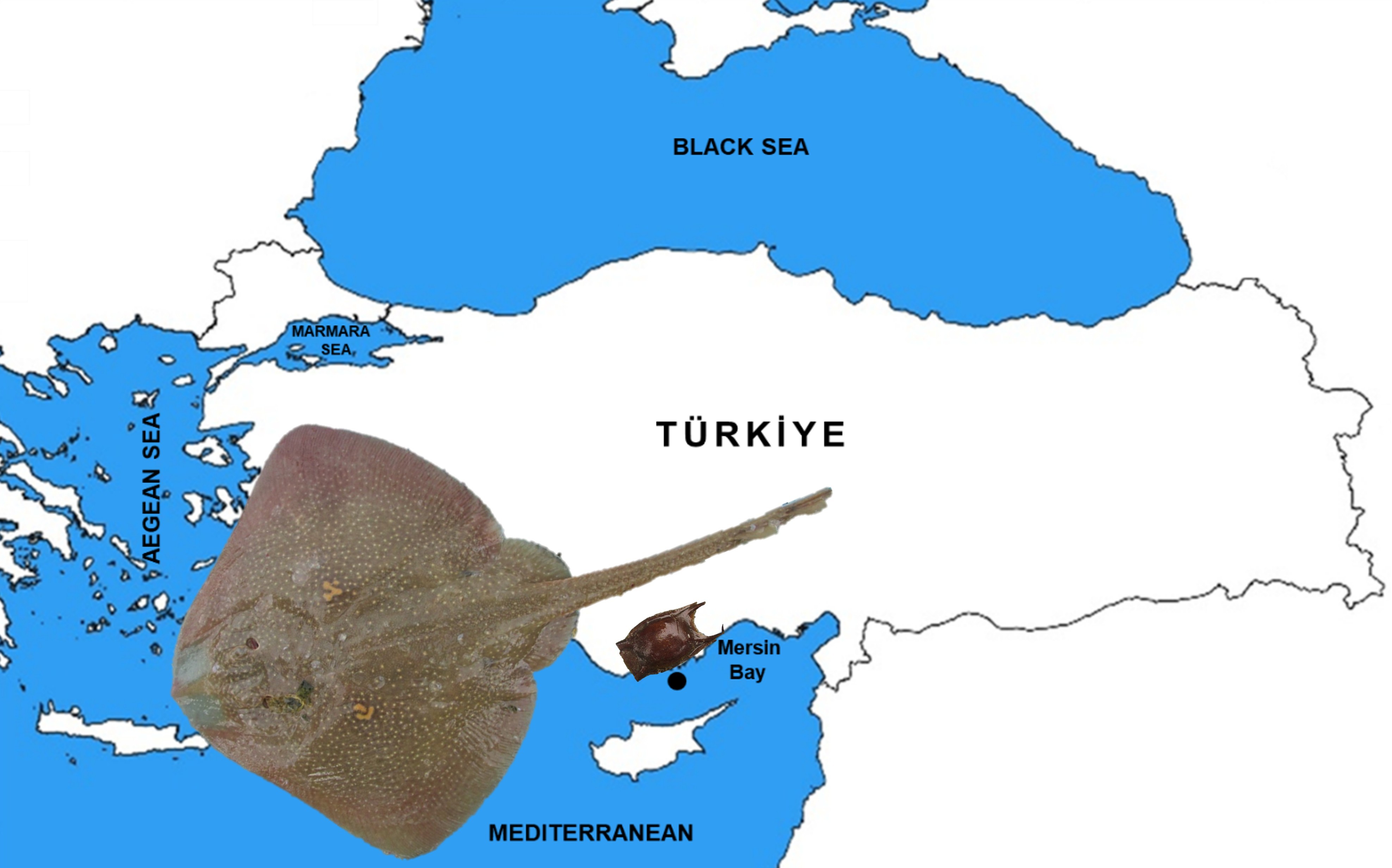 Sample of an image from paper